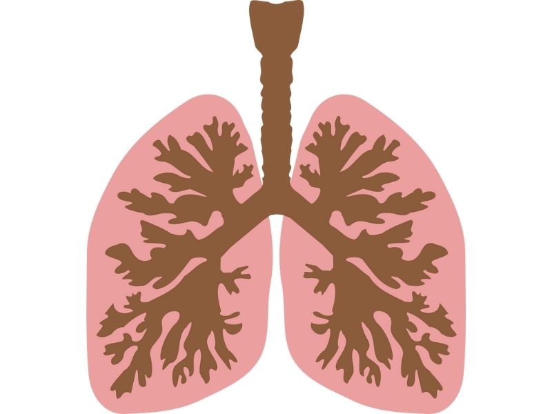 肺のイメージ