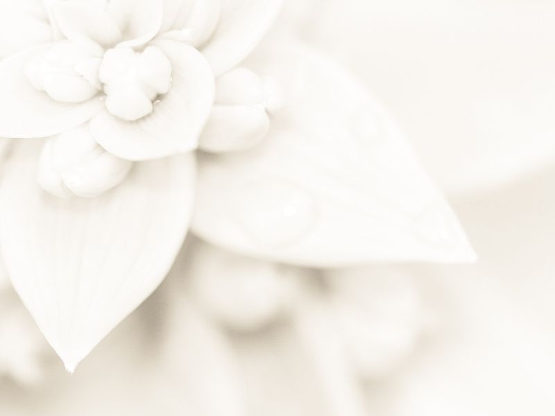 悲しみを乗り越える白い花