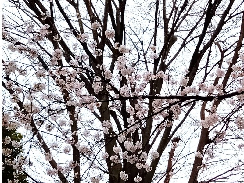 桜花とけやきの枝