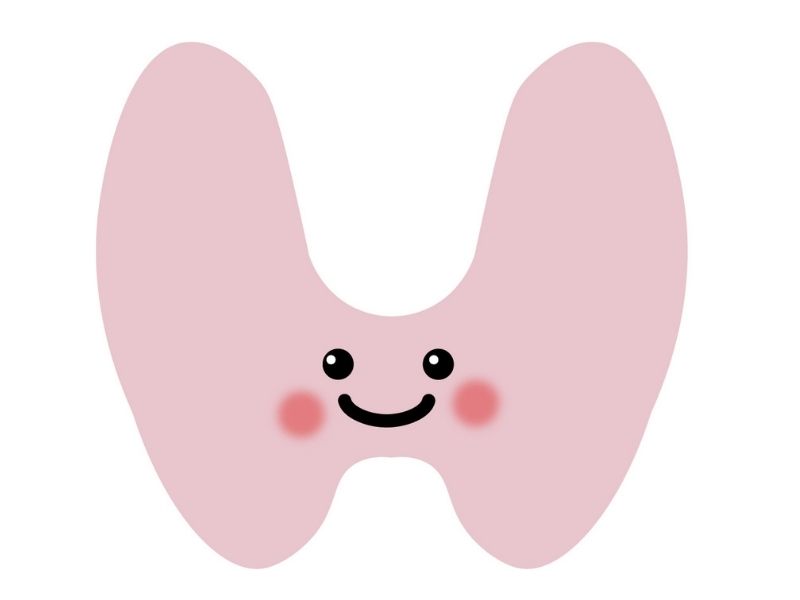 甲状腺のイメージ